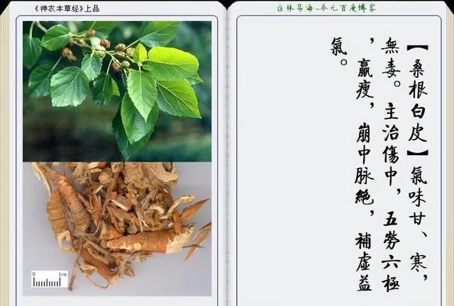 极其精美中草药(图文)(不收藏是你的损失)