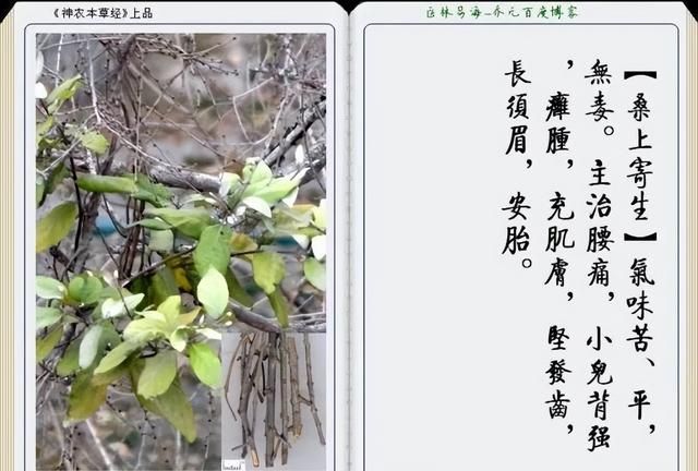 极其精美中草药(图文)(不收藏是你的损失)