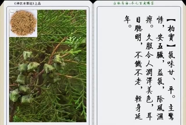 极其精美中草药(图文)(不收藏是你的损失)