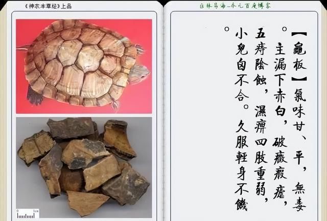 极其精美中草药(图文)(不收藏是你的损失)