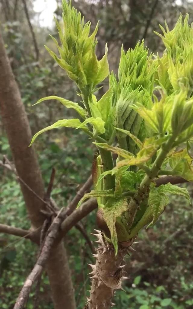 品味山野的美味与健康！刺老芽独特食药双重魅力