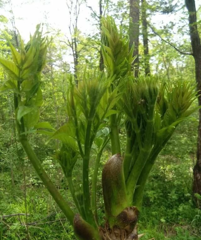 品味山野的美味与健康！刺老芽独特食药双重魅力