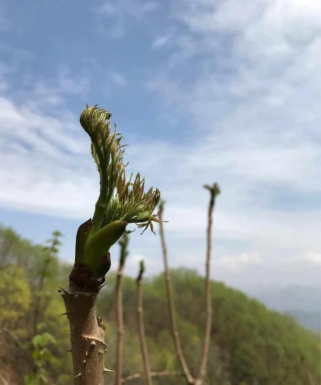 品味山野的美味与健康！刺老芽独特食药双重魅力