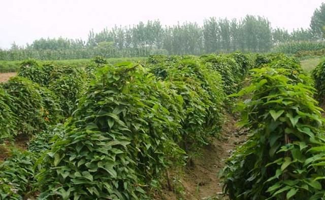 种植水山药时需要注意什么问题,山药种植前要注意什么图2