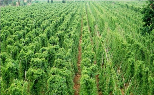 种植水山药时需要注意什么问题,山药种植前要注意什么图3