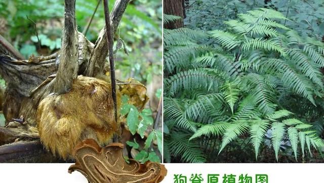 中药知多少？——狗脊