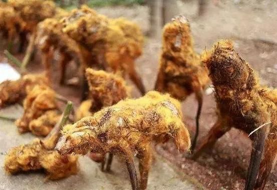 中药知多少？——狗脊
