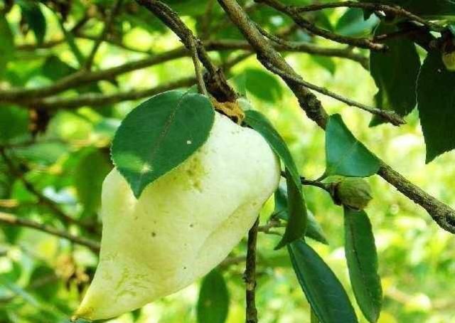 山里油茶树爱长“茶包”，本由病菌感染产生，如今却成为难得珍宝