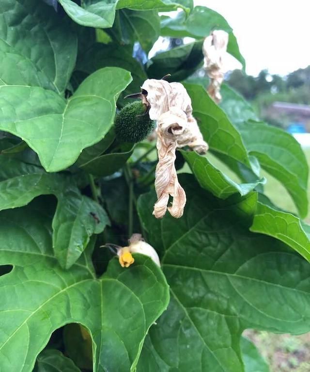 报告：木鳖果的食用方法和注意事项