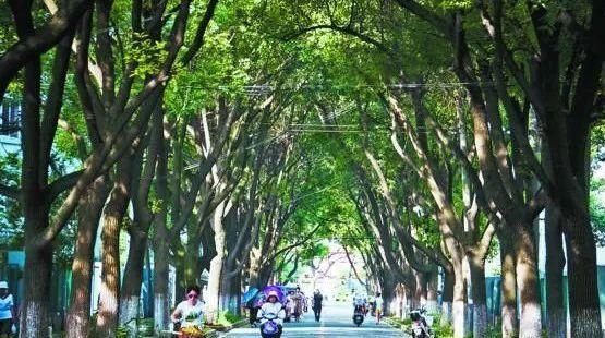 城市建设 | 用什么来守护我们的“守护者”榕树