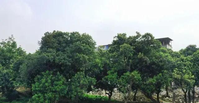 城市建设 | 用什么来守护我们的“守护者”榕树