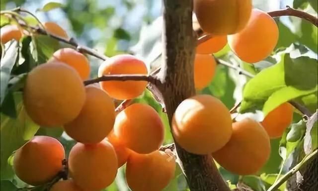 “新疆八大怪”之一：吊干杏——树上自然风干的美味杏子