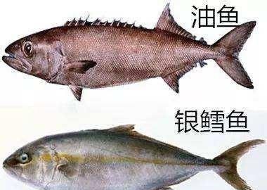 「科普」您能分清鳕鱼和油鱼吗？鳕鱼与鳕鱼也有很大的区别呦