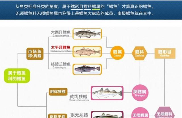 「科普」您能分清鳕鱼和油鱼吗？鳕鱼与鳕鱼也有很大的区别呦