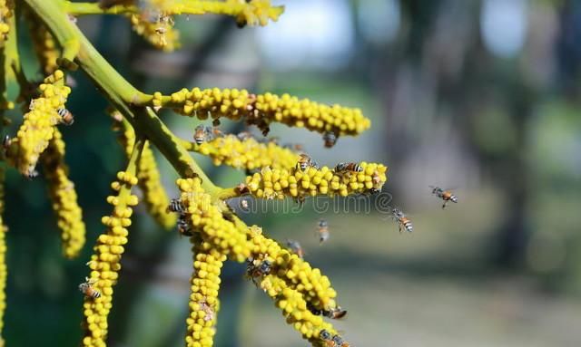 农村常见的棕树花能吃吗,棕树花功效与作用图4