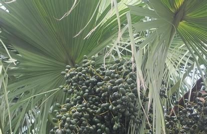 农村常见的棕树花能吃吗,棕树花功效与作用图9