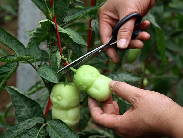 餐桌物种日历 | 7月29日 香瓜茄