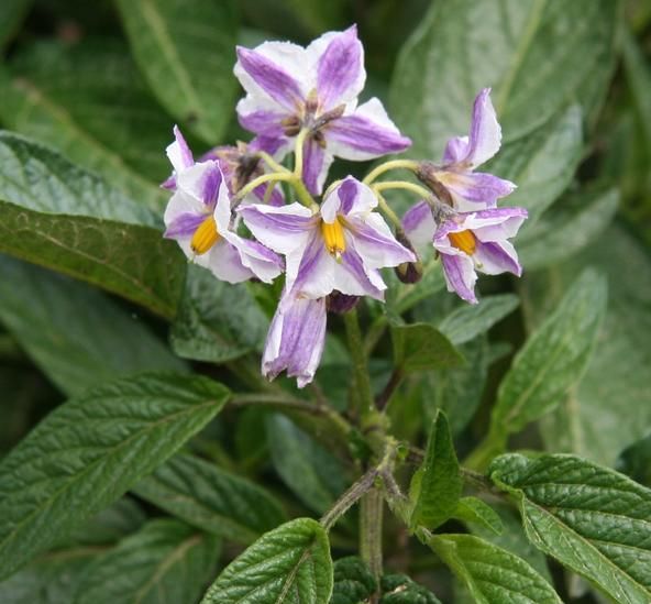 餐桌物种日历 | 7月29日 香瓜茄