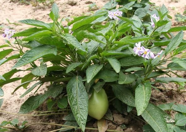 餐桌物种日历 | 7月29日 香瓜茄