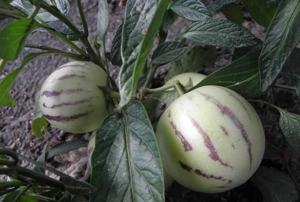 餐桌物种日历 | 7月29日 香瓜茄