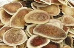 带你认识鹿系列中药饮片之鹿角（片）