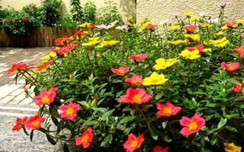 半枝莲蛇舌草可以治疗肝癌吗(半枝莲和白花蛇能治肝癌吗)