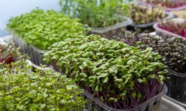 自己种芽苗菜，简单实用，让每个人家里都能有片小菜园