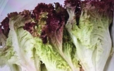 红叶生菜和生菜哪个营养好,九芽生菜红叶生菜可以做什么