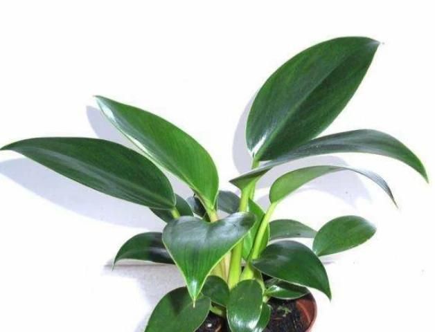 金钻种植需要注意什么图1