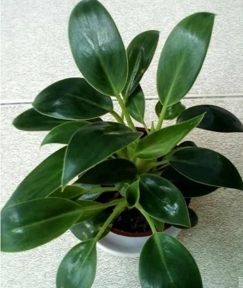 金钻种植需要注意什么图3