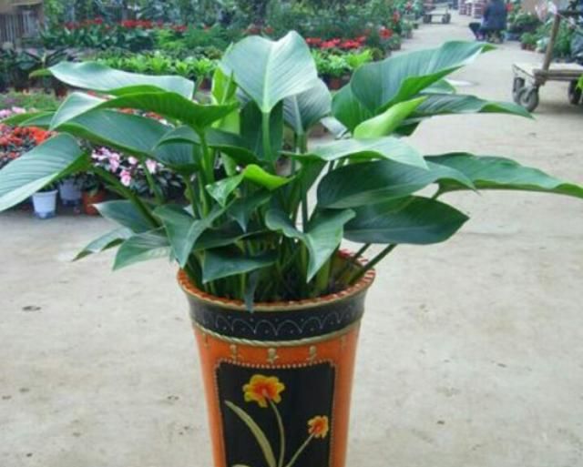 金钻种植需要注意什么图5