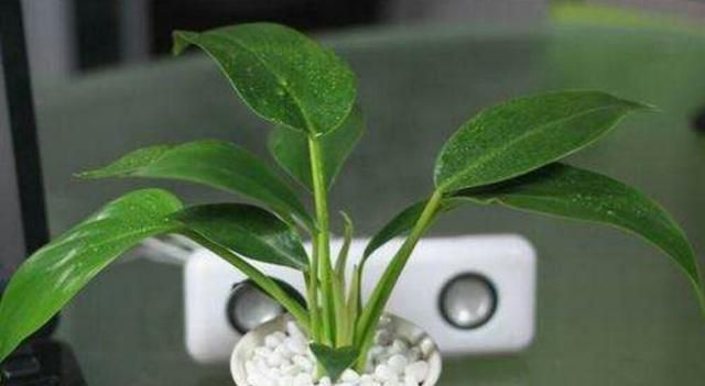 金钻种植需要注意什么图6