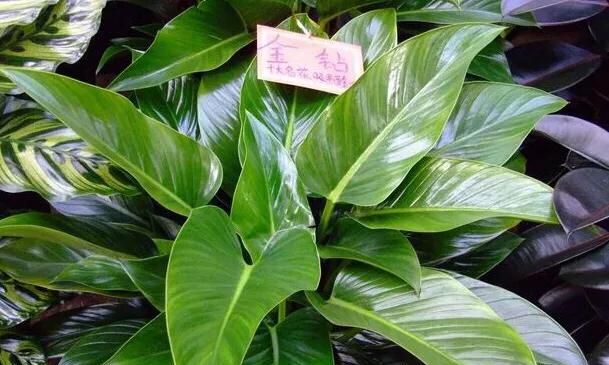 金钻种植需要注意什么图8