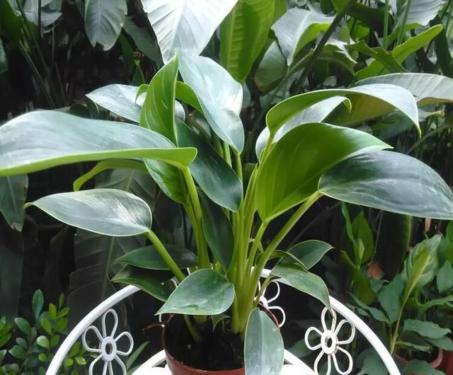 金钻种植需要注意什么图9