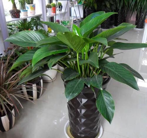 金钻种植需要注意什么图10