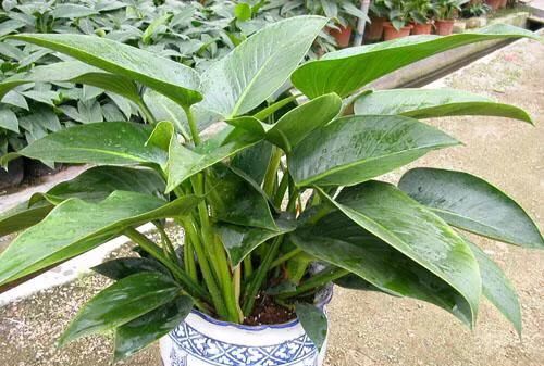 金钻种植需要注意什么图11