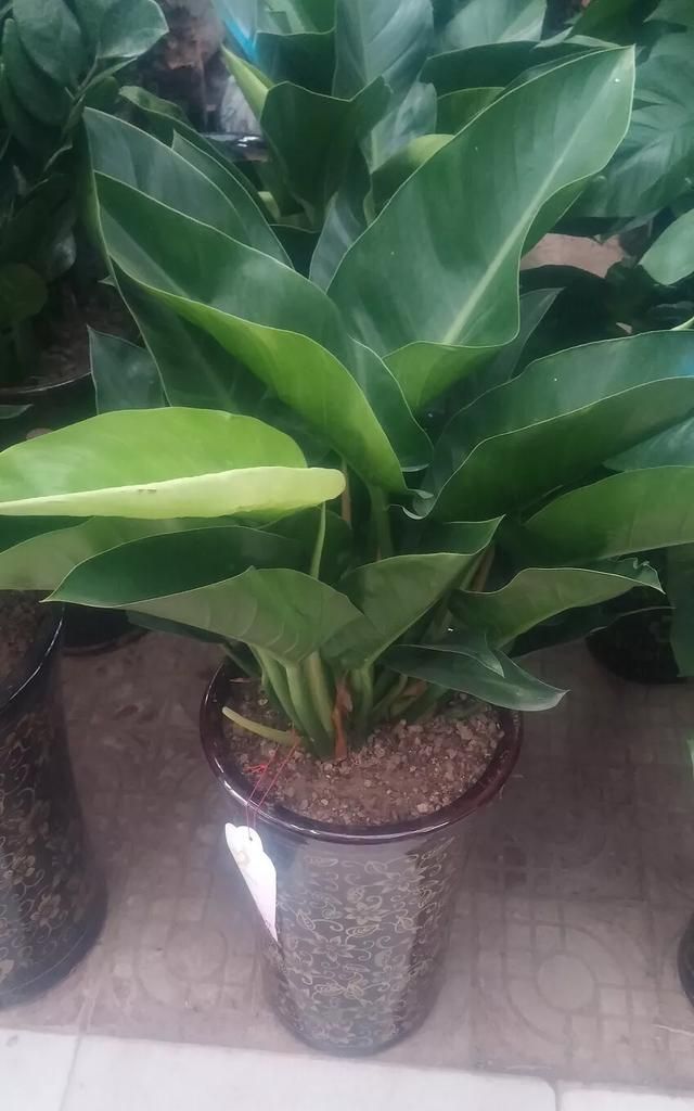 金钻种植需要注意什么图13