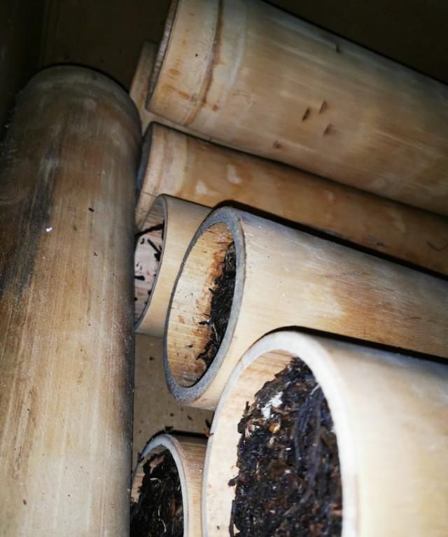 竹筒茶的功效及饮用方法