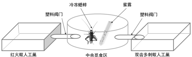 无敌的红火蚁谁能阻挡？这种黑蚂蚁或有希望