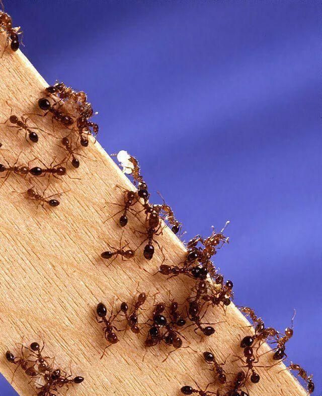 无敌的红火蚁谁能阻挡？这种黑蚂蚁或有希望