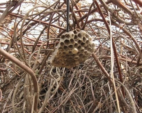 大黄蜂的窝，中药名叫“蜂房”，常用于胃癌、乳腺癌和癌症疼痛