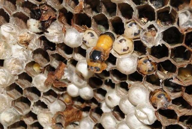 大黄蜂的窝，中药名叫“蜂房”，常用于胃癌、乳腺癌和癌症疼痛