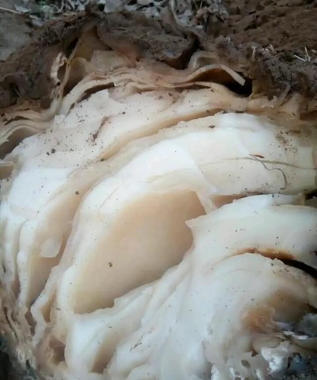 太岁肉灵芝如何养好(养太岁肉灵芝用什么水最好)图2