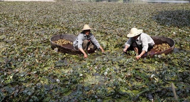 此物药食两用形似牛角生长在湖泊中