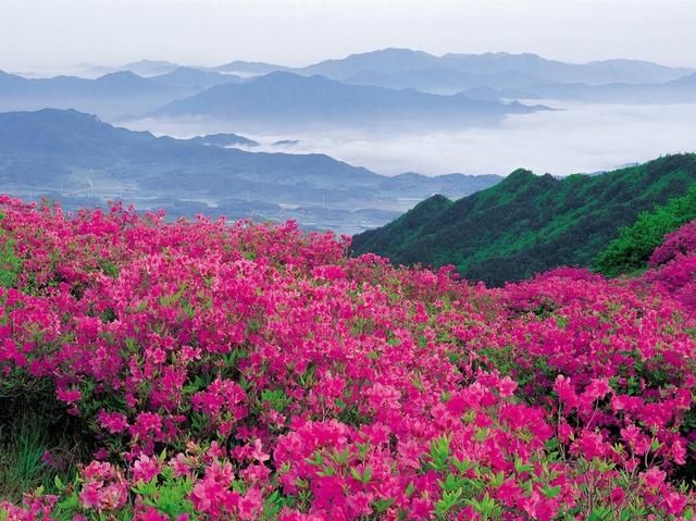 映山红可以吃么(映山红花可以吃吗)图1