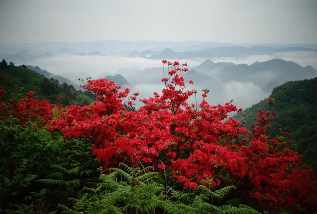 映山红可以吃么(映山红花可以吃吗)图4