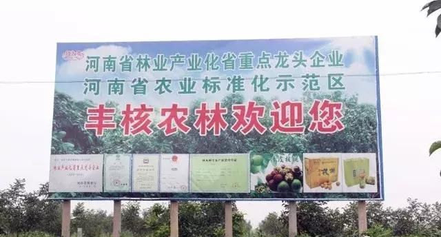 你会吃青皮核桃吗？温县丰核农林邀你来品尝！