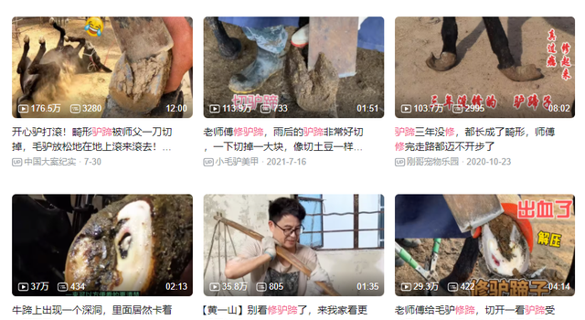 年轻人解压方式有多野？上亿人看修驴蹄，还爱看抠藤壶挤痘痘