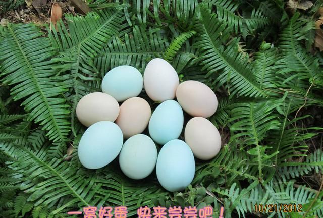 黑羽鸡有什么功效吗(黑凤鸡对我们有什么好处)图3