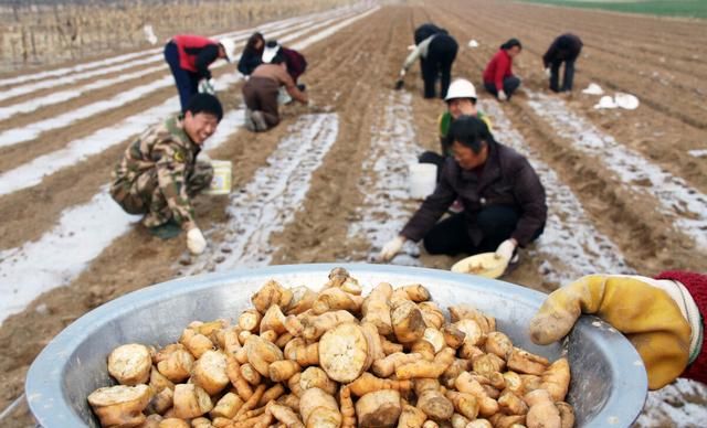 生地，秋冬季节养生炖汤佳品，味道好，清热凉血，止血，养阴